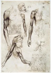 Anatomy Studies